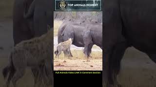 Hyena Kisses Hippo ass! Lmao #animals #WildLife #Viral #shorts