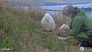 Royal Albatross ~ Ranger Sharyn's Morning Weight \u0026 Health Check For The RoyalCam Chick!  1.22.23