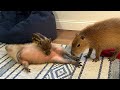 Capybara vs Piglet (Quandale Dingle Dies)