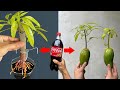 Video summarizing 3 techniques for propagating mangoes using Coca Cola to stimulate rapid growth