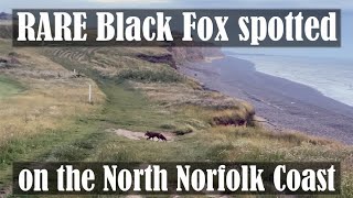 RARE Black melanistic fox at Sheringham, North Norfolk caught on camera 29th June 2021