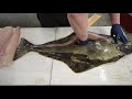 how to fillet a halibut easy method kastking