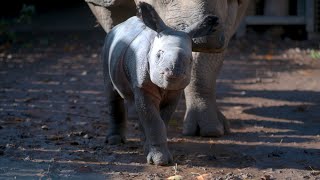 Video of Rare One-Horned Rhino’s Birth