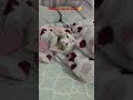 küsmüş minik kedi balım a🙀 keşfetvideo cat reels keşvet shortvideo