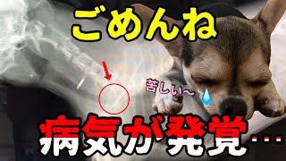 苦しいそうです...病気になりました...もう治りません... 小型犬に同じ症状があれば早めに検査しましょう