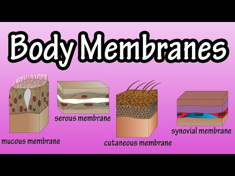 What are the two major categories of body membranes?