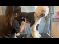 grooming a matted sheepadoodle with emily