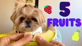 5 fruits that make my puppy happy