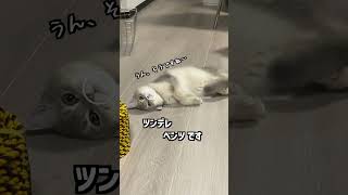 あ、これ私のベンツ #shorts #猫 #cat #ベンツ