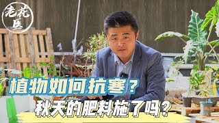 【养花必懂小知识】植物如何抗寒？秋天的肥料施了吗？养花巧妙小知识！Tips and tracks for Cold resistance.