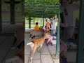 愛のパラドックス 迷惑を かけながらも幸せにして くれた鹿」 nara deer park in japan 奈良日 本旅行 へずまりゅう奈 良公園