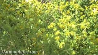 St. Johns Wort: Hypericum Perforatum