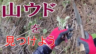 【山菜採り】山ウドの見つけ方。山ウド採りと見つけ方。