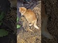 timmy napping in the seeds floret