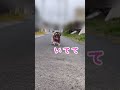 楽しくお散歩してたのに、ずっこけてへこむ犬 shorts 犬 シーズー おもち もとぼのとりこ