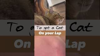 How to get a cat on your lap｜如何讓貓咪坐在你的大腿上 #cat #朵麗絲的家