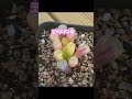 코리아다육키핑장 키핑장 코노피튬 conophytum 다육식물 코노피튬 판매