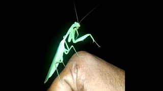 At me for a while | கும்பிடு பூச்சி | Rhombodera | Praying mantis |