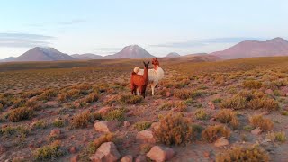 Alone in Desert. Atacama Desert Chile Travel Video 4K