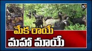 మేక రాయే.. మహా మాయే | Special Focus on Artificial Stones in Goat Stomach | Warangal | 10TV News