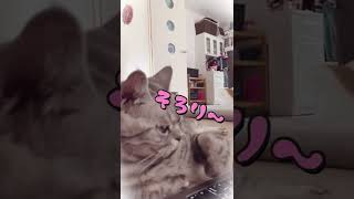 【猫動画】パソコンのキーボードを押したすぎる猫😈💕 #shorts