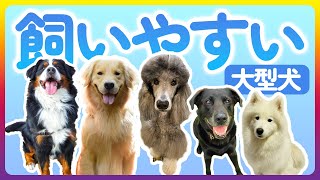 初心者に人気の飼いやすい大型犬５選