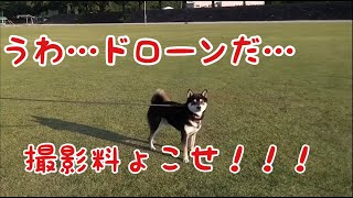 【リベンジ】前回のドローンリベンジしてきた！【柴犬】【shibainu  dog】那珂川河畔公園