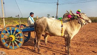 అర్దగేరి సురేష్ గారి ఎద్దులు // జత కలిస్తే ఏ విధంగా ఉన్నాయో చెప్పండి