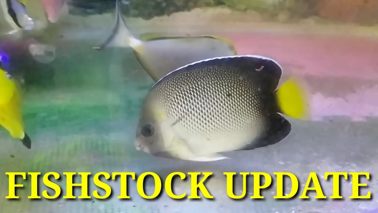 Rare Marine Fish Collection Marine Aquatics Gallery Youtube