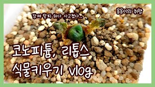 겨울철 코노피튬 리톱스 식물키우기 vlog