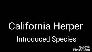 Introduced Species Ep. 2: Western Mosquitofish