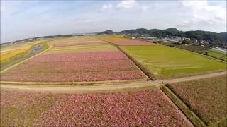 益子町コスモス畑空撮 Aerial Photography F550  Gopro