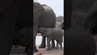 Elephants - Giants of the Savannah#animals #rescue #shortvideo #elephants