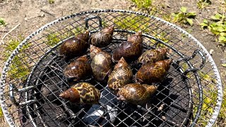 七輪でバイ貝をつぼ焼きにしたらうますぎた