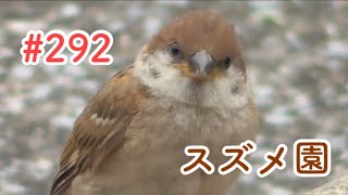 スズメさんの日常#292