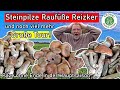 Steinpilze - Raufüße - Reizker - Die Pilze eskalieren im Herbst 2024 - Traumhafte Pilze-Funde