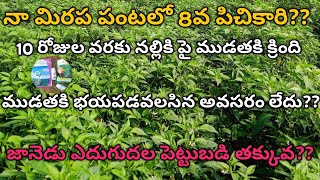 #మిరపలో 8 వా పిచికారి? #నల్లి పై #ముడత క్రింది #ముడత ఉండదు.?#జానెడు ఎదుగుదల రైతుల పాలిట వరం??