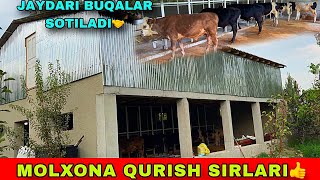 MOLXONA QURISH SIRLARI ☎️90-157-37-37 PULI YENGIL BUQALAR SOTUVDA