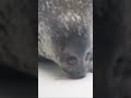 モヤの餌を盗み食いするワモンアザラシのユキちゃん shorts seal kaiyukan yuki ringedseal 可愛くてごめん