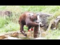 ジプシーさんの水遊び・オランウータン