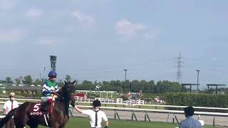 セントウルステークス🏇メイケイエール馬場入場✨️