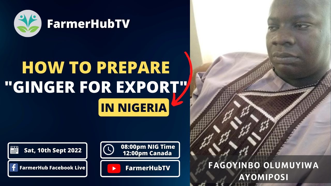 How To Prepare Ginger For Export In Nigerian Youtube