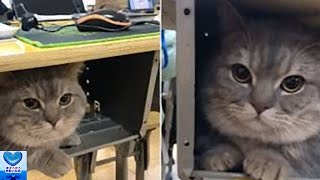 行かないで！学校に行くのを阻止する猫に負けてしまった飼い主がとった行動に心温まる【感動】