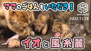 【旭山動物園】イオままのごはんもいただき！🍖食欲もりもり🐱フウ🐱レイ🐱イト (11/19) [Asahiyama Zoo]  Fuu, Rei, Ito and Io.