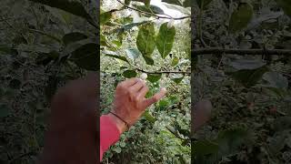 White Bhilawa Seeds ll सफेद भिलावा बीज ll fire test ll 7400700263.जगलि भिलावा#short#viral#biba#bij