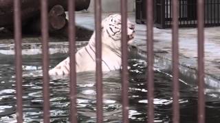 2015.6.28 宇都宮動物園☆ホワイトタイガーのアース【White tiger】_08