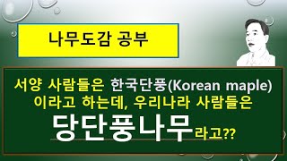 당단풍나무는 어떤 나무일까? : 당단풍나무 vs 중국단풍 vs 산단풍나무 vs 섬단풍나무 vs 단풍나무