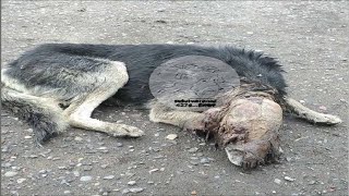 A Abandoneđ Dog Was Flayed Head Skin Alive. Miracly Escaped And Survive