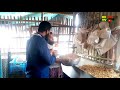 ঘাস ছাড়া ছাগল পালন পদ্ধতি সাফল্যের ৩ বছর goat rearing method without grass