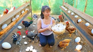 Harvest A Lot Of Chicken Eggs In Nest, Use 3-Wheeled Truck Transport Many Egg Go To Market Sell